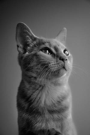 A Cat’s Black And White Portrait Wallpaper