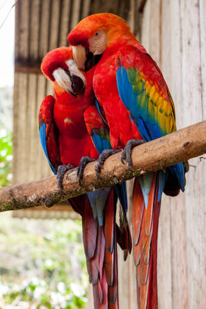 A Charming Couple Of Red Parrot Birds. Wallpaper