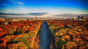 A Charming Path Through A Beautiful Autumn Forest Wallpaper