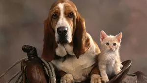 A Cheerful Moment Between A Cat And Dog Wallpaper