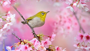 A Cheerful Yellow Bird Enjoying A Sun-filled Day Wallpaper