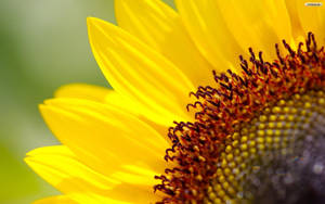 A Cheery Sunflower For Your Desktop Wallpaper