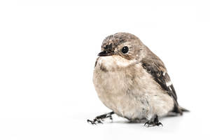 A Chubby But Adorable Brown Bird Wallpaper