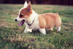 A Chubby Dog Enjoying The Outdoors Wallpaper