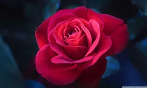 A Close-up Of A Beautiful Rose Wallpaper