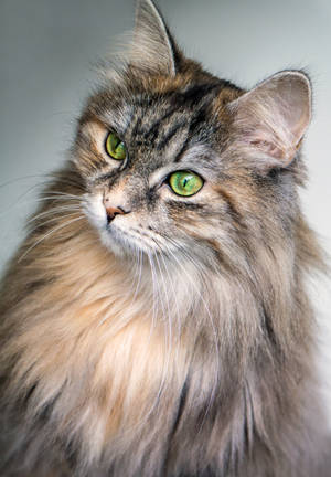 A Close Up Of A Cuddly Brown Cat Wallpaper