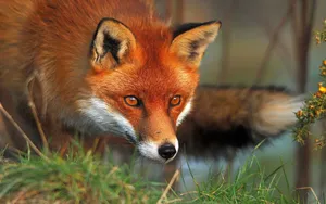 A Close Up Of A Friendly Fox Wallpaper