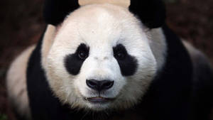 A Close Up Of A Furry Panda Bear. Wallpaper