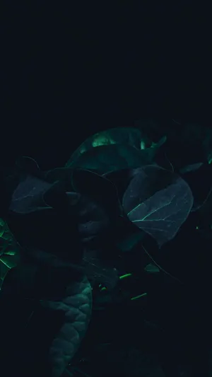 A Close Up Of A Plant With An Iphone In The Background Wallpaper