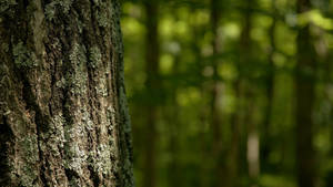 A Close-up Of A Tall Tree Reaching Towards The Sky Wallpaper