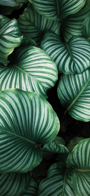 A Close Up Of Green Leaves Wallpaper