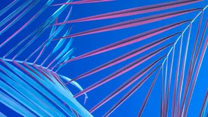 A Close Up Of Palm Leaves Against A Blue Sky Wallpaper
