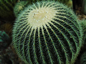 A Close Up Of Round Cactus Spines. Wallpaper