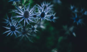 A Close Up Of Some Blue Flowers Wallpaper