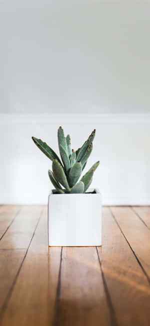 A Close Up Shot Of A Succulent In The Shape Of The Iconic Apple Logo Wallpaper