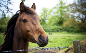 A Close-up View Of A Horse's Head Wallpaper