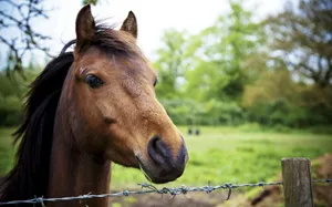 A Close-up View Of A Horse's Head Wallpaper