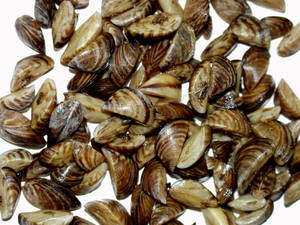 A Close-up View Of Missouri Zebra Mussel Wallpaper