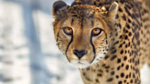 A Closeup Of A Powerful And Majestic Cheetah In The Golden African Savannah Wallpaper