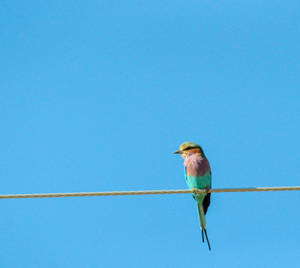 A Colorful Bird's Eye View Wallpaper