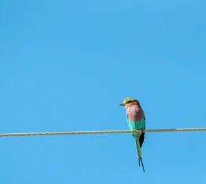A Colorful Bird's Eye View Wallpaper