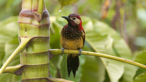 A Colorful Bird Takes Flight Through The Jungles Of The World. Wallpaper