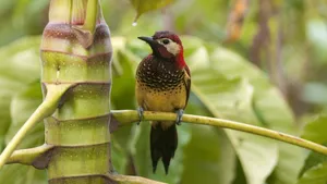 A Colorful Bird Takes Flight Through The Jungles Of The World. Wallpaper