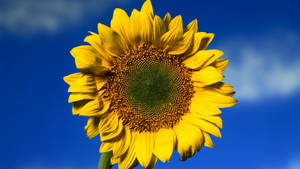 A Colorful Sunflower Providing A Bright Desktop Background Wallpaper