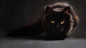 A Cool And Mysterious Black Cat Stares Out Of The Window Wallpaper