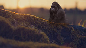 A Cool Gorilla Sitting In The Jungle Wallpaper