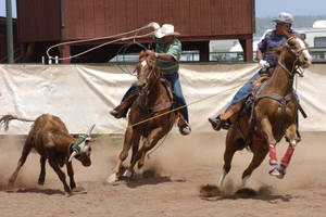 A Cowboy Is Roping A Cow Wallpaper