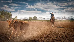 A Cowboy Roping A Steer At A Rodeo Wallpaper