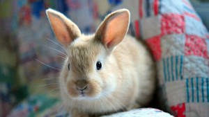 A Cozy Bunny Cuddling Up Inside A Colorful Quilt Wallpaper