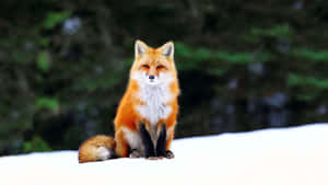 A Cunningly Cool Red Fox Wallpaper