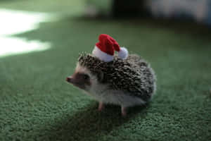 A Curious Hedgehog Looks Around At Its New Home. Wallpaper