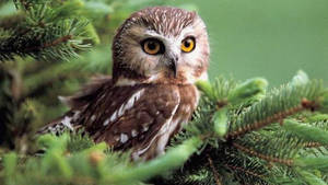 A Cute Baby Owl Posing In A Grove Of Pines Wallpaper