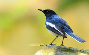 A Cute Blue Bird Looking For An Adventure Wallpaper