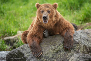 “a Cute Brown Bear Cuddling A Teddy Bear” Wallpaper