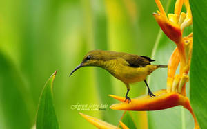 A Cute Green Bird Sitting On A Branch Wallpaper