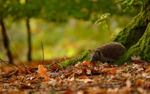 A Cute Little Hedgehog Ready To Take On The Day! Wallpaper