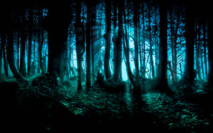 A Dark And Scary Forest Wallpaper