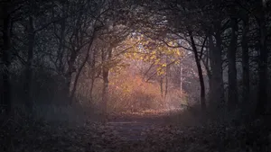 A Dark & Dreary Autumn Day Wallpaper