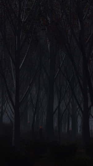 A Dark Forest With Trees And A Lamp Wallpaper