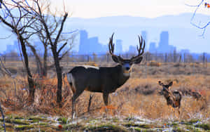 A Deer And A Buck Wallpaper