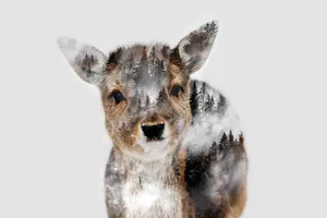 A Deer Is Standing In The Snow Wallpaper