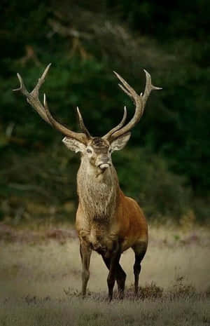 A Deer Standing In A Field With Large Antlers Wallpaper