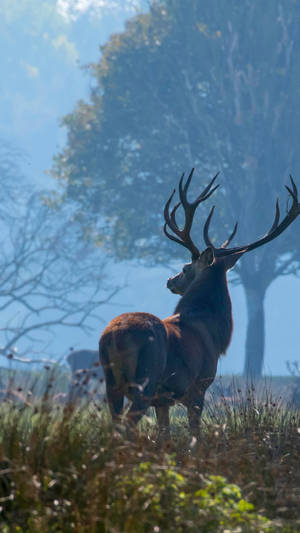 A Deer Standing In A Field With Trees Wallpaper