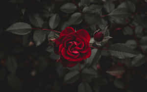 A Delicate Beauty Of A Cool Rose Wallpaper