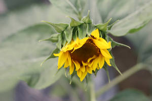 A Delicate Bloom Of Sunflower In The Summer Sun Wallpaper