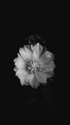 A Delicate Flower In Black And White Wallpaper